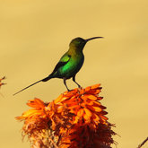 Malachite Sunbird